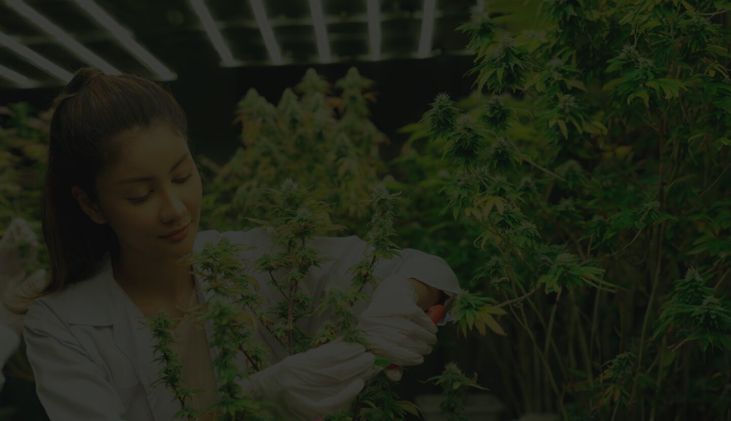 A Woman in a Lab Coat Tending to a Garden of Lush Green Cannabis Plants Indoors, Under Artificial Lighting.